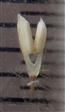  Male flower with caylx removed